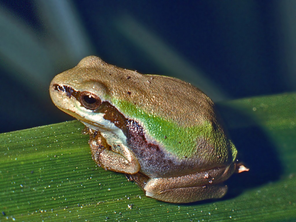 neometamorfosato di raganella (Hyla meridionalis)